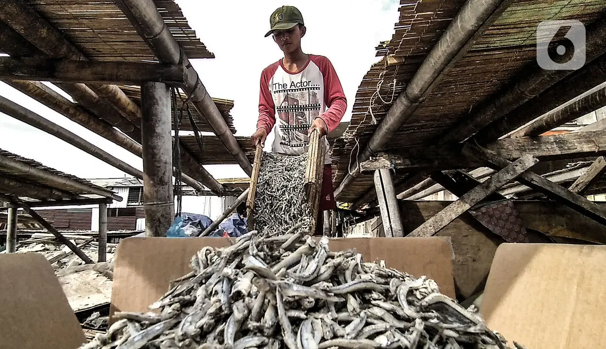 Nelayan memasukkan ikan asin yang telah dijemur ke dalam kardus di Muara Angke, Jakarta, Minggu (8/11/2020). Saat ini, nelayan terpaksa menurunkan harga jual ikan asin menjadi Rp 25 ribu per kilogram. (merdeka.com/Iqbal Septian Nugroho)