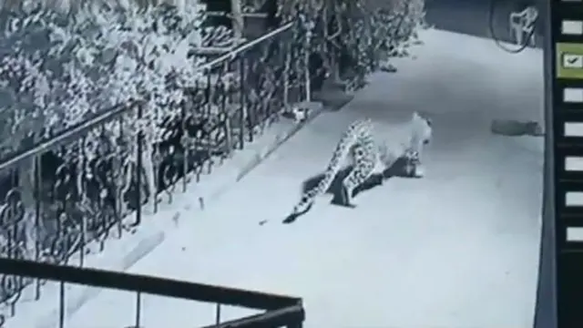 Macan tutul memburu anjing peliharaan