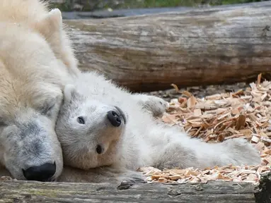 Seekor anak beruang kutub berinteraksi dengan induknya, Tonja, di kandang mereka di kebun binatang Tierpark, Berlin pada Selasa (26/3). Anak beruang kutub berjenis kelamin betina yang belum dinamai itu lahir pada 1 Desember 2018. (Photo by Jens Kalaene / dpa / AFP)