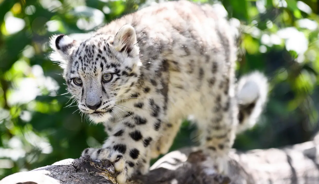 Seekor bayi macan tutul salju berjalan di dalam kandang mereka di kebun binatang Wilhelma di Stuttgart, Jerman selatan, Selasa (13/8/2019). Dua bayi macan tutul salju dilahirkan di kebun binatang pada 29 April 2019. (Photo by Marijan Murat / DPA / AFP)