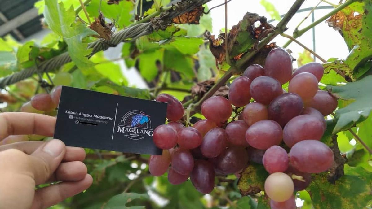 Tak Perlu Lahan Luas, Ini Tips Agar Anggur di Depan Rumah Cepat Berbuah