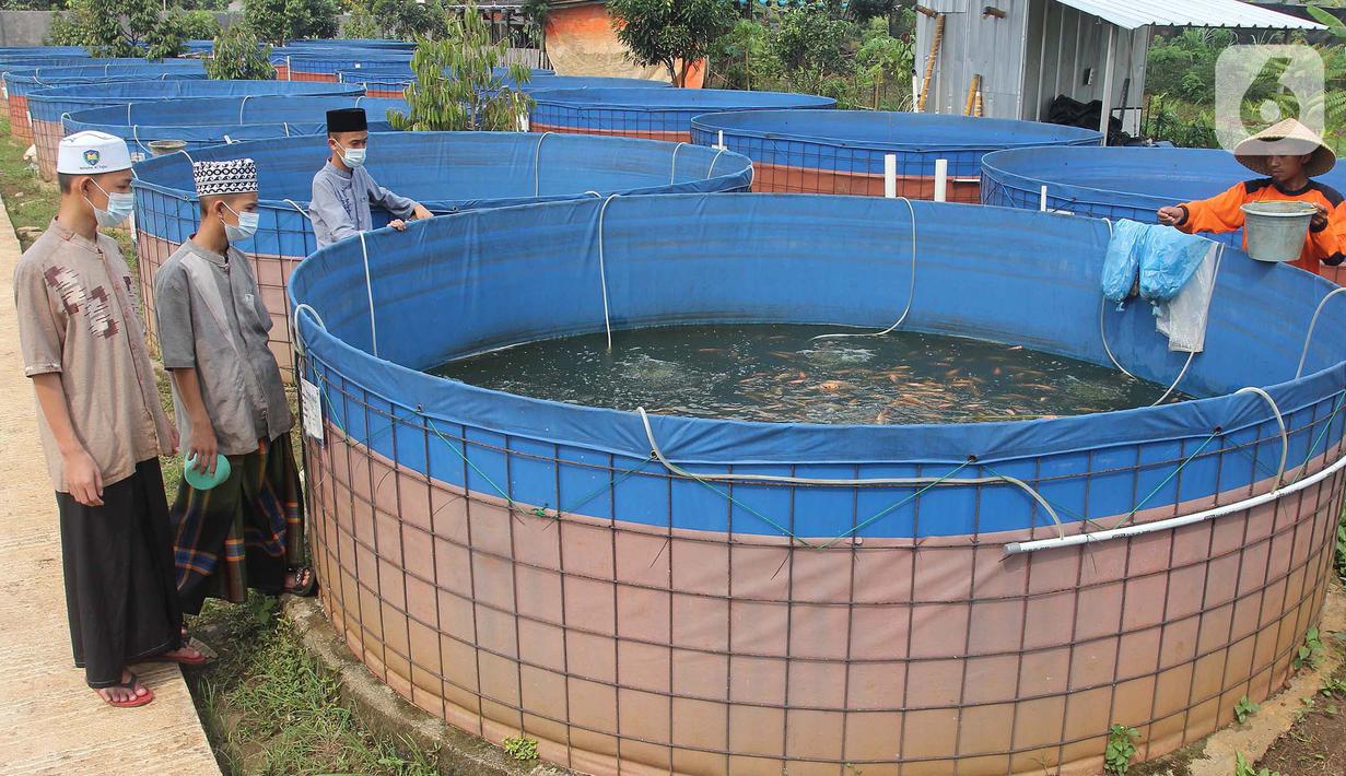 Santri melihat ikan mujair nila merah di budidaya ikan Pesantren Ruhama Al Fajar, Citayam, Bogor, Jawa Barat, Selasa (29/6/2021). Di Masa pandemi Covid-19 peran pemulihan ekonomi nasional kini menyasar ke pesantren dalam pemulihan ketahanan pangan. (merdeka.com/Arie Basuki)