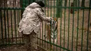 Natalia Popova memelihara seekor harimau di tempat penampungan hewan trauma akibat perang yang dia kelola di Chubynske, Ukraina, 1 Maret 2023. Banyak hewan liar yang dipelihara sebagai hewan peliharaan di rumah-rumah pribadi sebelum pemiliknya melarikan diri dari penembakan dan misil Rusia. (AP Photo/Vadim Ghirda)