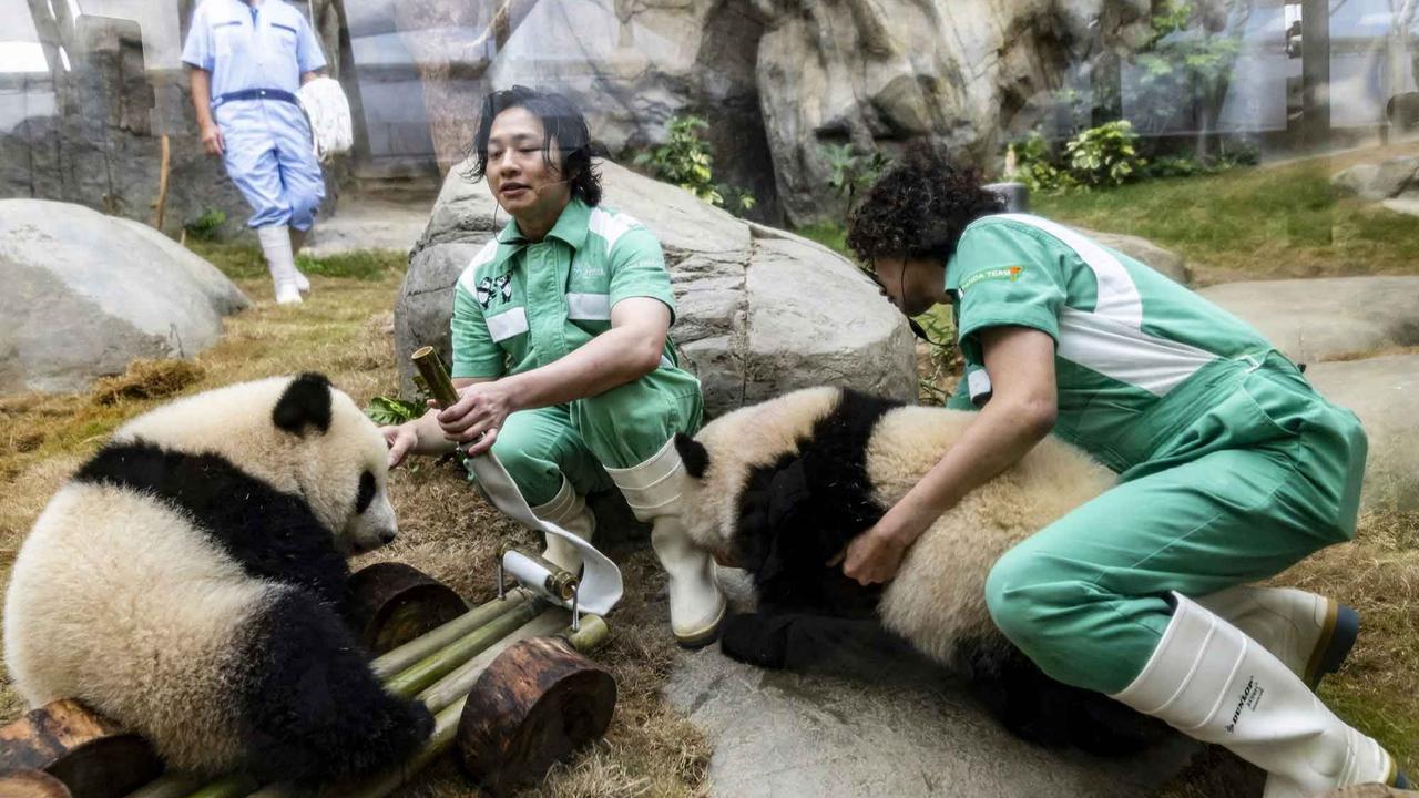 FOTO: Lucunya Panda Kembar De De & Jia Jia Rayakan Ulang Tahun Pertama di Hong Kong