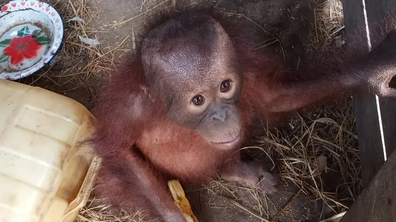 Bayi Orangutan