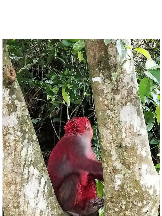 Monyet Pink