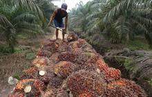 Pemerintah godok aturan usaha perkebunan boleh terima KUR