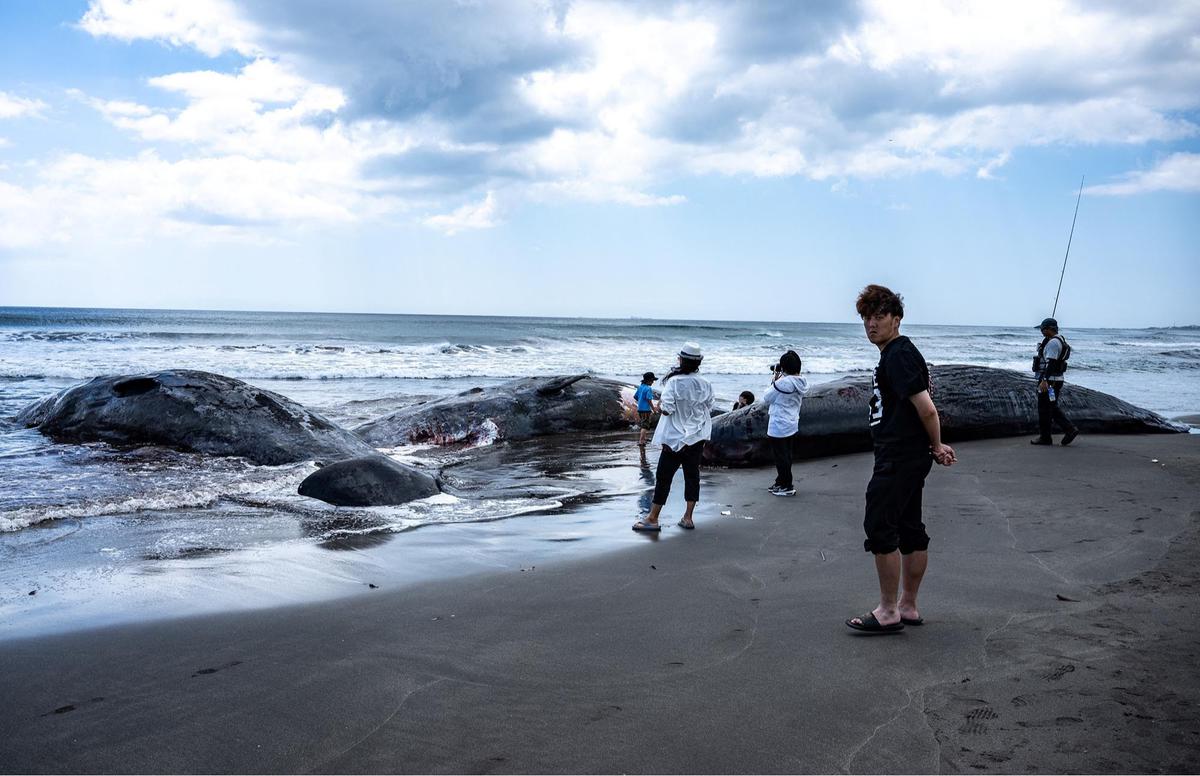 FOTO: Terdampar Sebelum Tsunami,  Misteri Paus Sperma di Pantai Jepang
