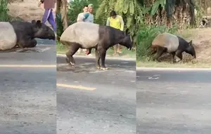 Alasan Petugas BKSDA Tak Langsung Evakuasi Tapir hingga Disembelih Warga