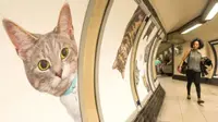 Sekelompok pecinta kucing memutuskan untuk menggalang dana dan mengubah semua iklan dengan foto kucing