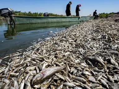 Para nelayan berdiri di atas perahu sambil memeriksa ribuan ikan mati yang mengambang di tepi sungai Amshan, yang mengambil airnya dari sungai Tigris, di kegubernuran Maysan, Irak tenggara, pada tanggal 3 Juli 2023. (Asaad NIAZI / AFP)