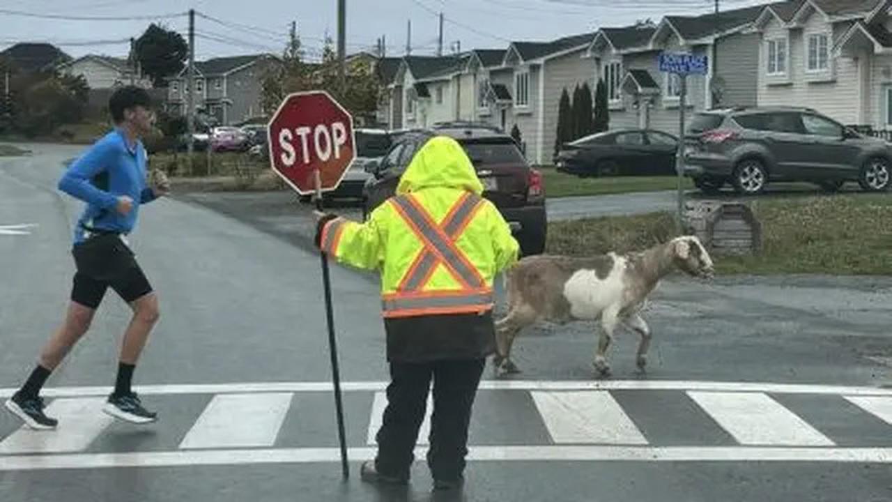 Tingkah Aneh Tapi Nyata Kambing Lepas Ikut Lari Maraton, Sabet Medali