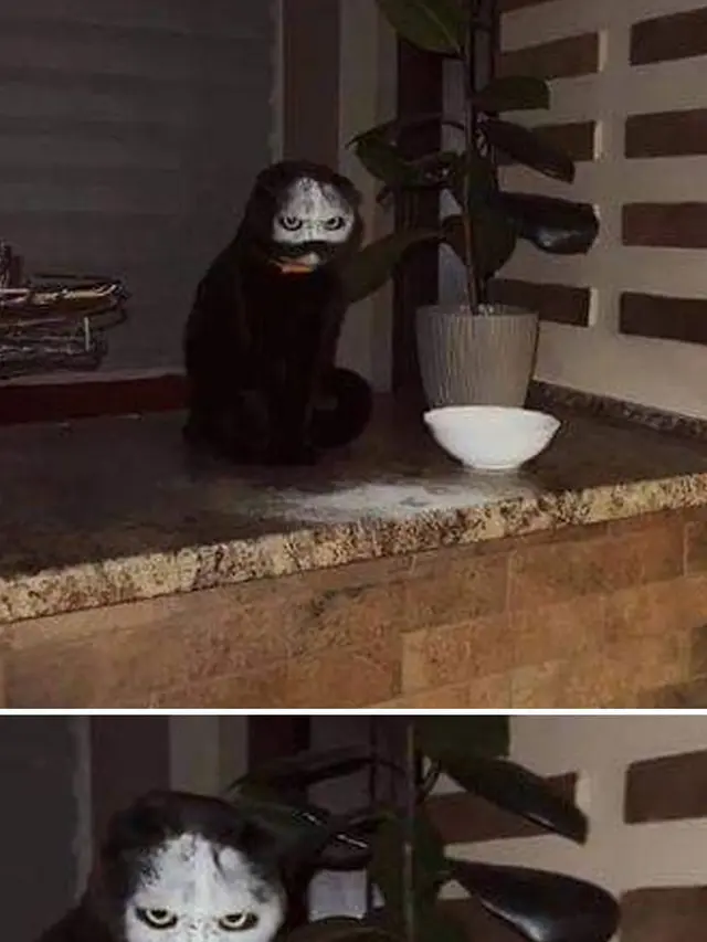 8 Potret Pose Kucing yang Mengerikan Ini Bikin Kaget
