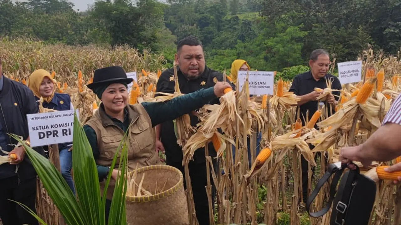 Panen Jagung.