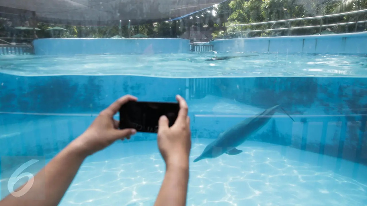 20170414-Berkenalan dengan Lumba-Lumba di Dolphin Bay Ancol-Fanani