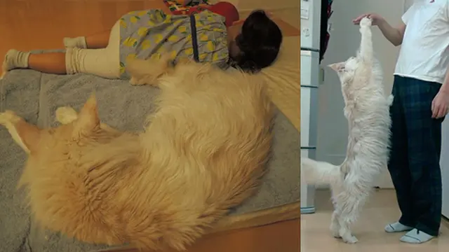 Twitter.com/Fakeyashu