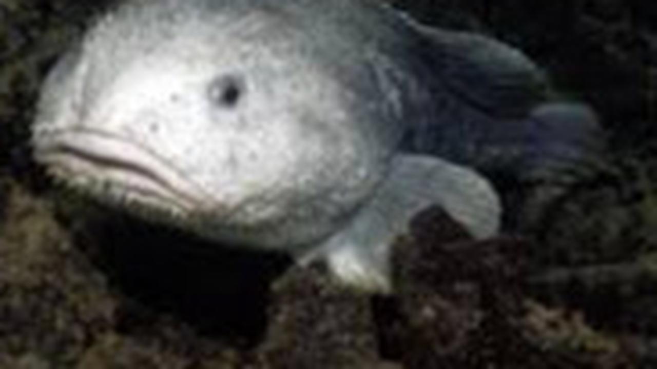 Blobfish