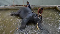 Pawang mencuci seekor gajah di Kolombo (9/8). Sri Lanka pada tanggal 8 Agustus mengumumkan rencana untuk secara substansial memperpanjang pagar listrik setelah gajah liar menewaskan 375 orang dalam lima tahun terakhir. (AFP Photo/Lakruwan Wanniarachchi)