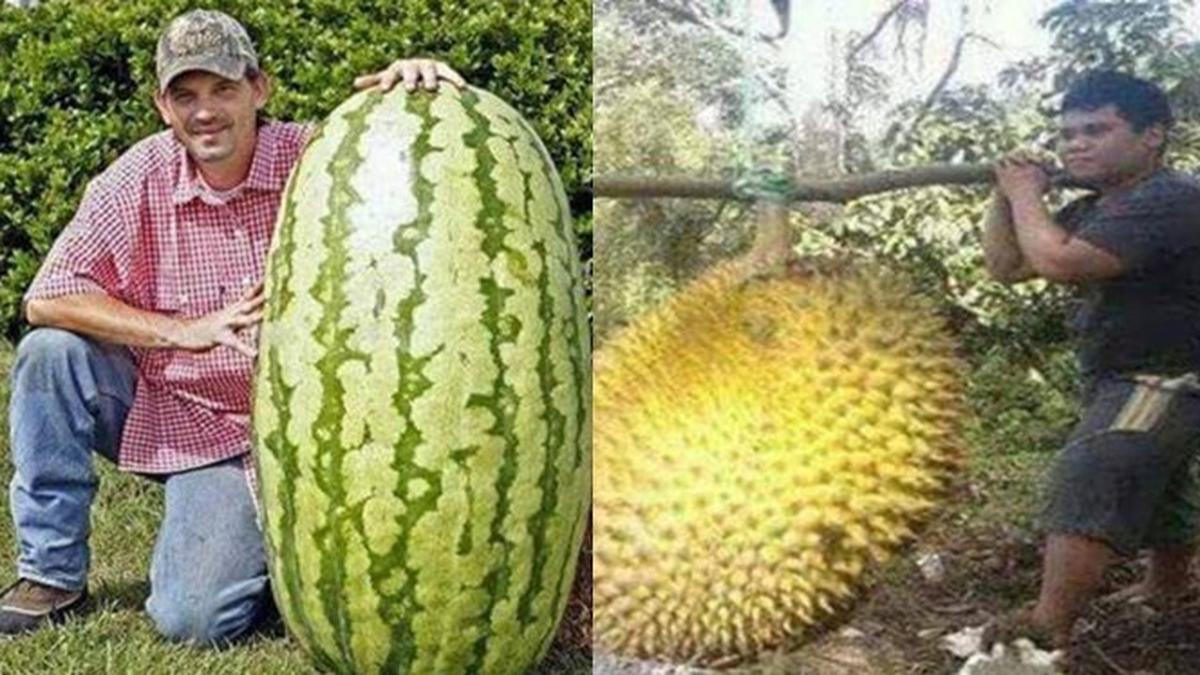 6 Rezeki Tak Terduga Dapat Buah Raksasa Ini Bikin Tercengang Hot