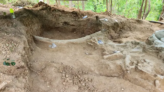 Penemuan fosil gajah purba Stegodon