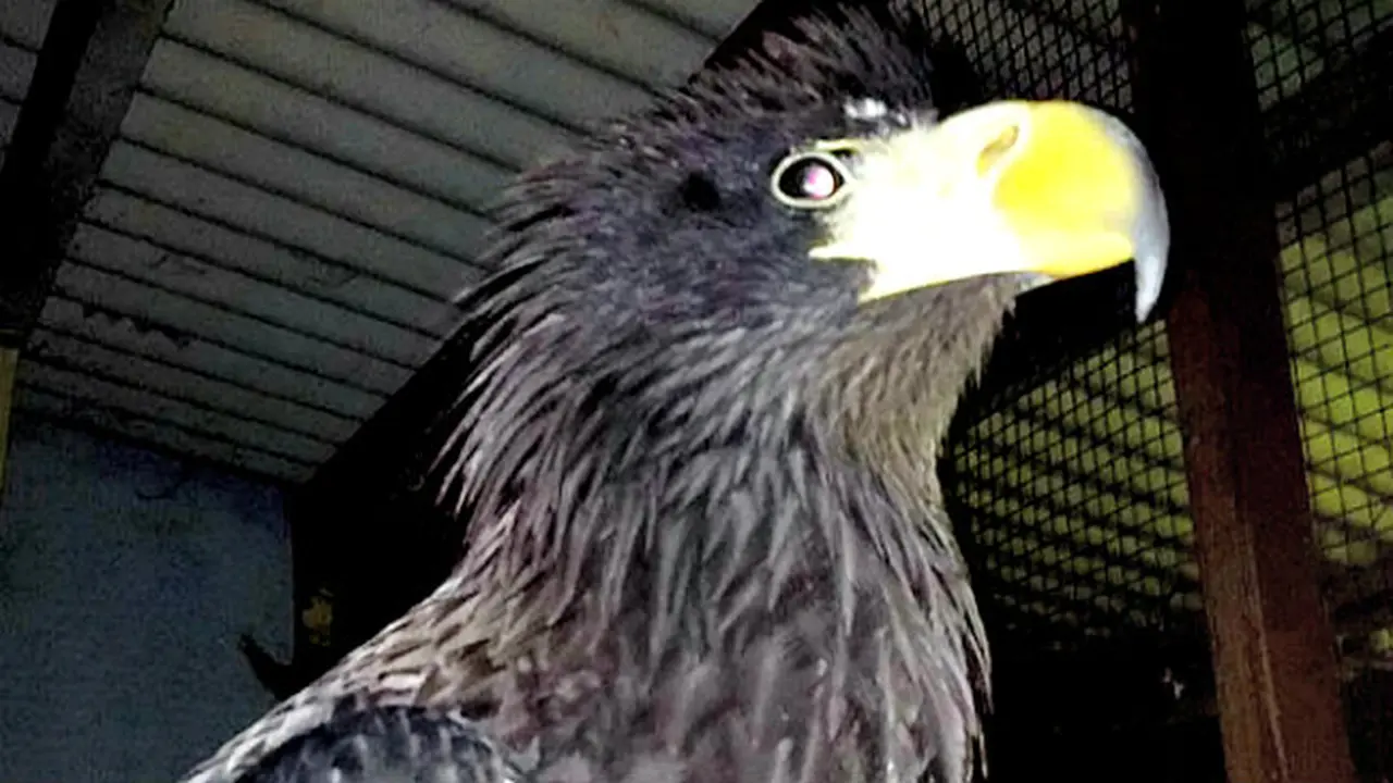 Waspada, Burung Elang Raksasa Berkeliaran