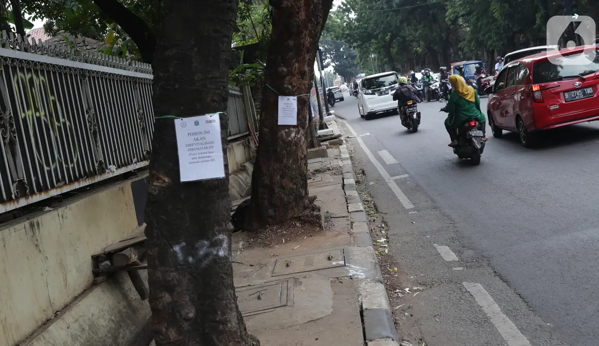 Penanda berlogo Pemprov DKI Jakarta terlihat di salah satu pohon yang akan direvitalisasi di Kawasan Kemang, Jakarta, Sabtu (9/11/2019). Sejumlah pohon akan direvitalisasi dan ditebang karena beberapa alasan salah satunya, posisinya dianggap merusak saluran. (Liputan6.com/Helmi Fithriansyah)