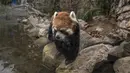 Seekor Panda Merah bernama 'Ichiha' berjalan di dalam kandangnya di Kebun Binatang Buin di Santiago, Selasa (15/6/2021). Kebun binatang swasta terbesar di Chile itu membutuhkan sponsor untuk membantu keuangan tempat tersebut, yang sedang mengalami situasi ekonomi yang serius (AP Photo/Esteban Felix)