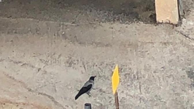 10 Momen Kebetulan Tertangkap Kamera, Hasilnya Kayak Editan. Sumber: Brightside