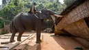 Petugas menunggang gajah untuk merobohkan rumah warga saat penggusuran di Suaka Margasatwa Amchang, Assam, India (27/11). Pasukan keamanan India mengerahkan gajah untuk menggusur sejumlah rumah ilegal di kawasan tersebut. (AP Photo/Anupam Nath)