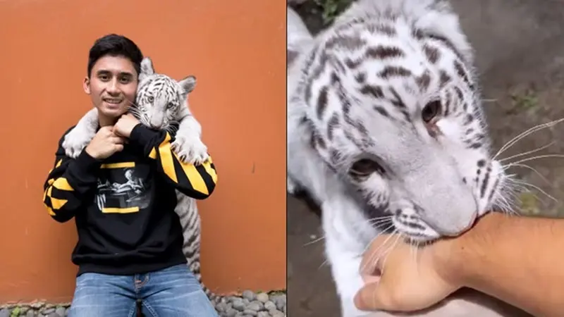 6 Momen Alshad Bareng 'Selen' Harimau Putih, Tangan Bengkak Karena Digigit