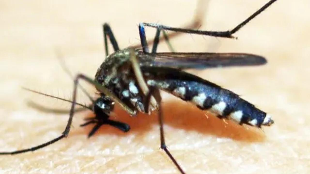Mengenal Nyamuk Wolbachia Buatan Bill Gates, Inovasi Baru Lumpuhkan DBD di Indonesia