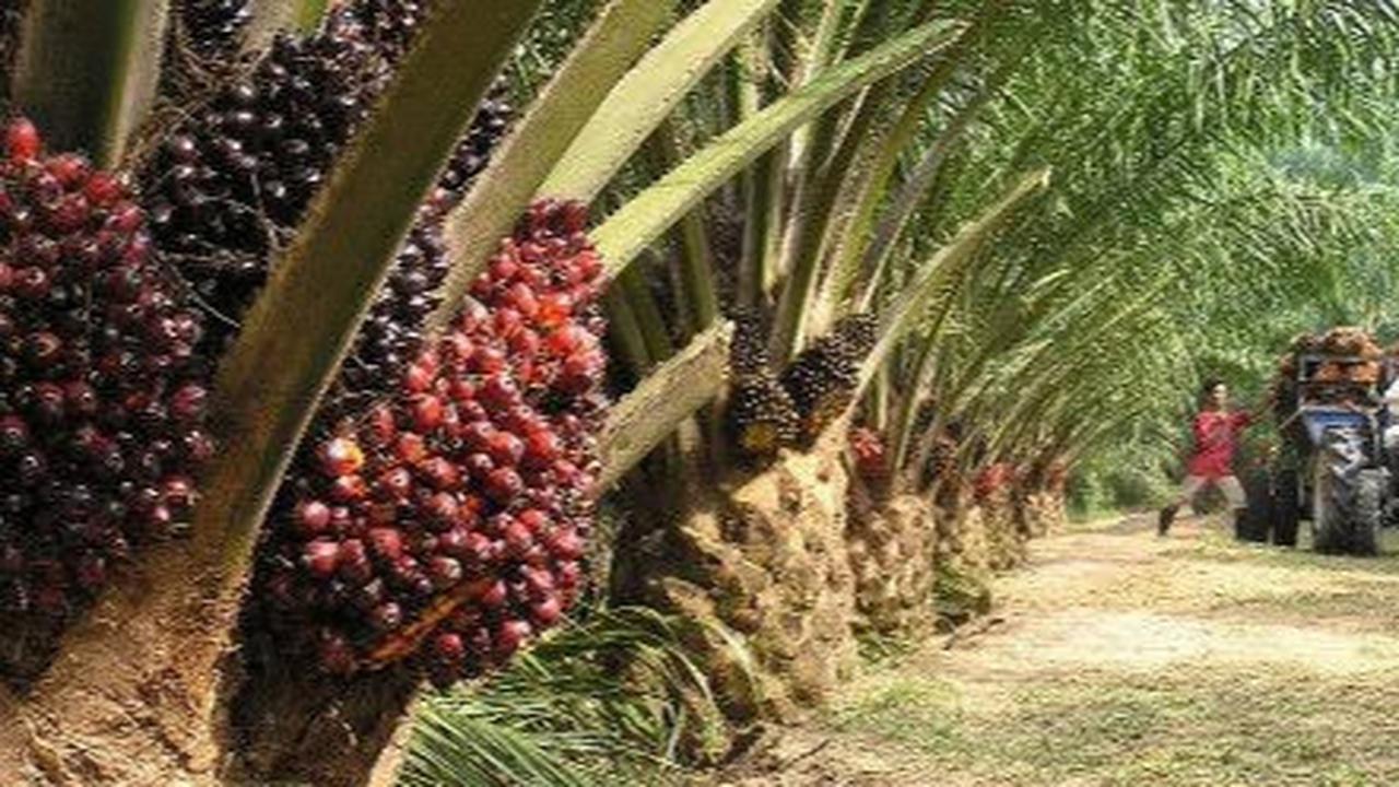 Ini Produk Rumah Tangga yang Dihasilkan dari Pohon Kelapa Sawit Selain Minyak Goreng