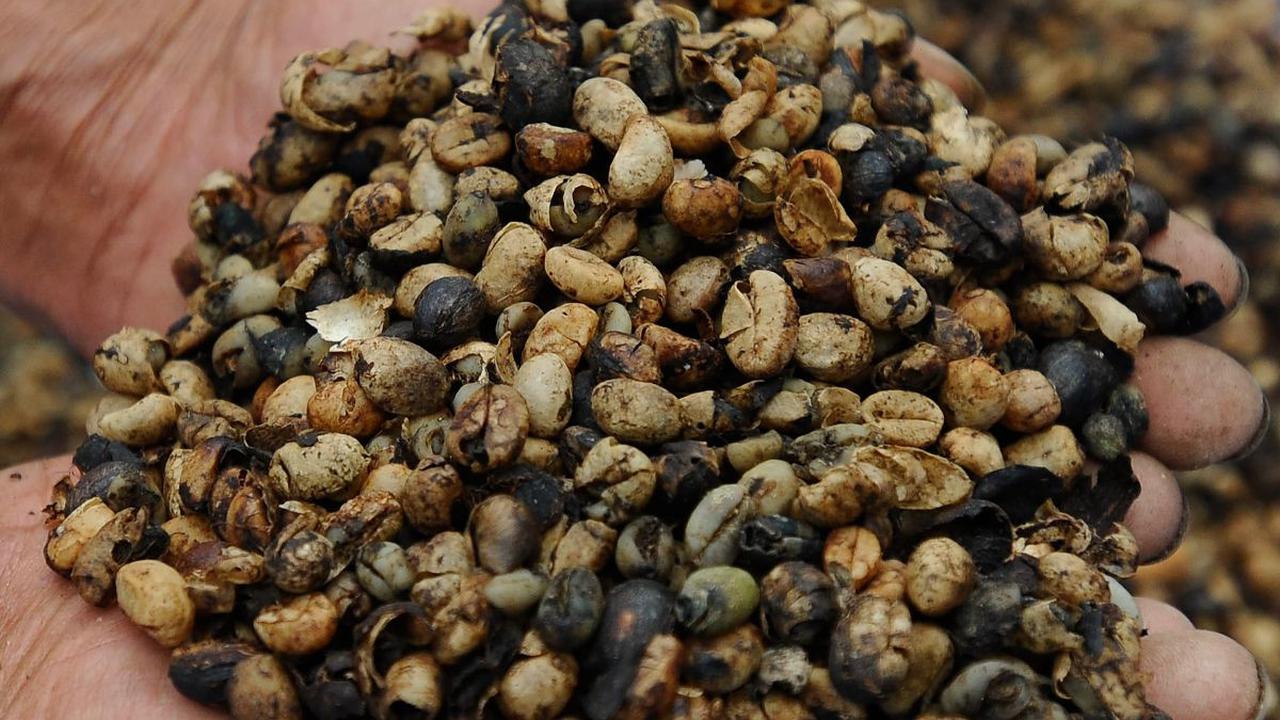 Sejak zaman dulu mesin pengolahan kopi di pabrik itu sudah menggunakan teknologi ramah lingkungan. <br><br>Dulu mesin penggiling kopi di pabrik itu masih menggunakan kincir bertenaga air.<br>