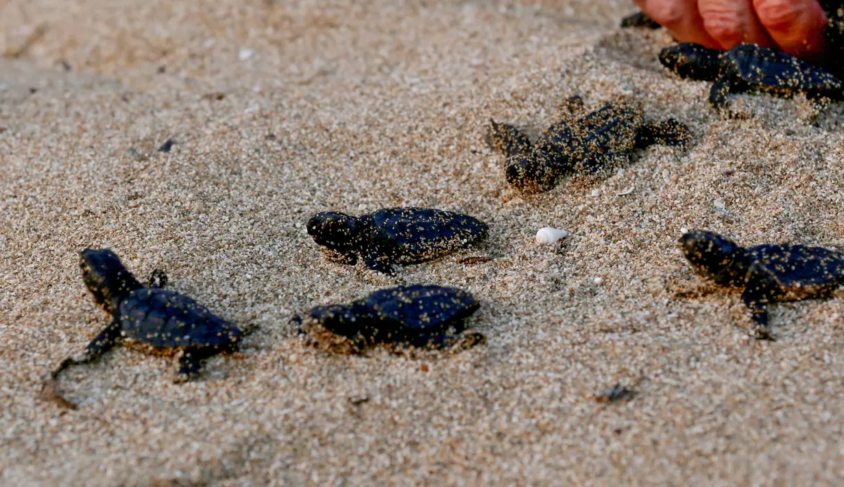 Sejumlah tukik saat dilepaskan di pantai al-Mansouri dekat kota Tyre, Lebanon selatan (31/7/2019). Pelepasan ratusan anak penyu ini bagian pelestarian hewan yang terancam punah. (AFP Photo/Mahmoud Zayyat)