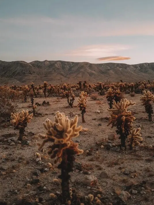 <p>Taman nasional ini identik dengan lanskap gurun dengan bebatuan kasar yang mencolok. Meski terkesan gersang, pemandangannya tampak indah dipenuhi kaktus dan pohon Joshua. (Instagram/indrapiw).</p>