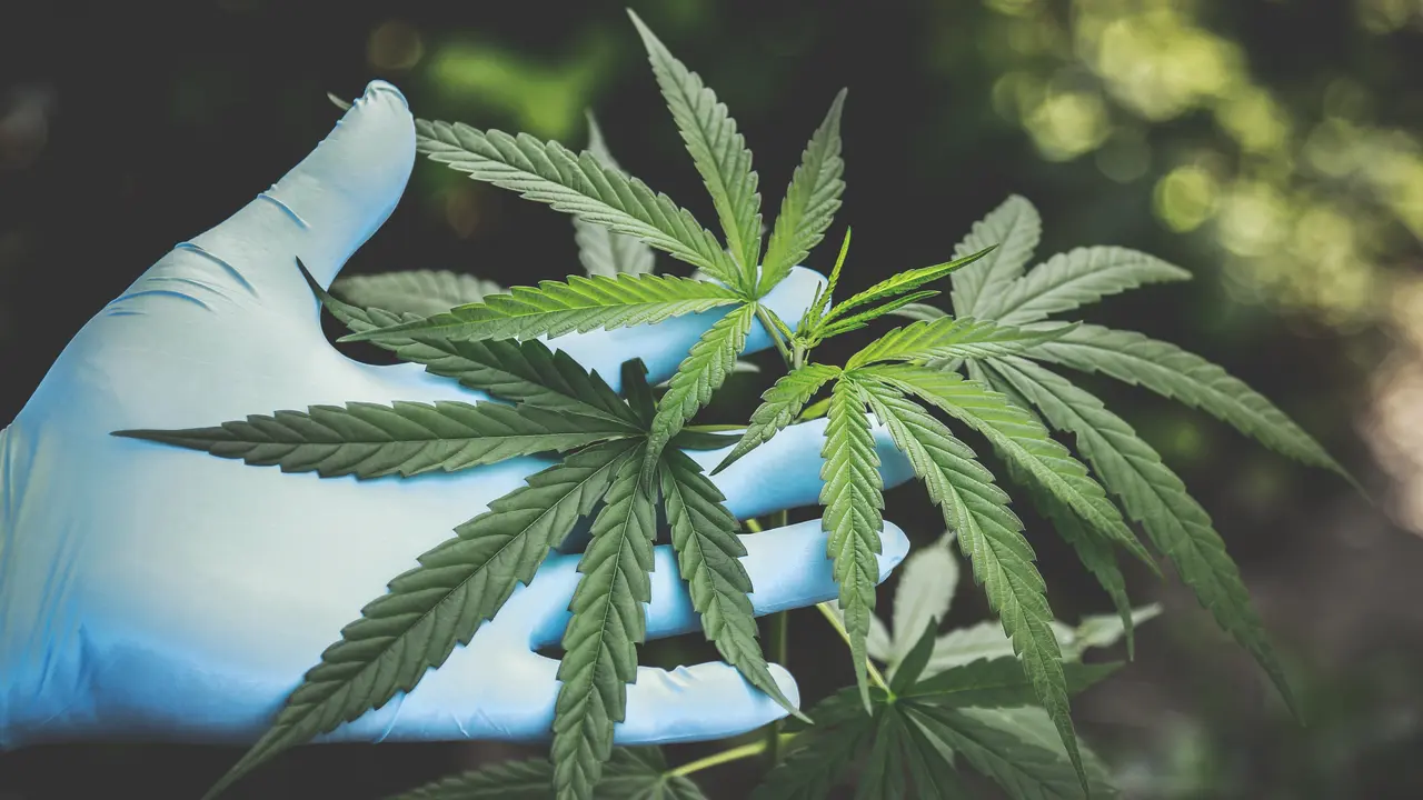Bagaimana Ganja Medis Bisa Tangani Cerebral Palsy, Ini Penjelasan Peneliti Ganja