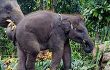 Hari Gajah Sedunia, BUMN Migas Sediakan Kebun Pakan Seluas Satu Hektare