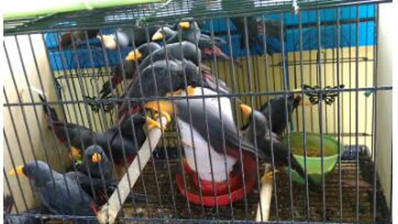 satwa burung Jalak Tunggir yang ada dalam sangkar yang di tahan oleh BBKSDA NTT Wilayah Labuan Bajo. (Liputan6.com/Dionisius Wilibardus)