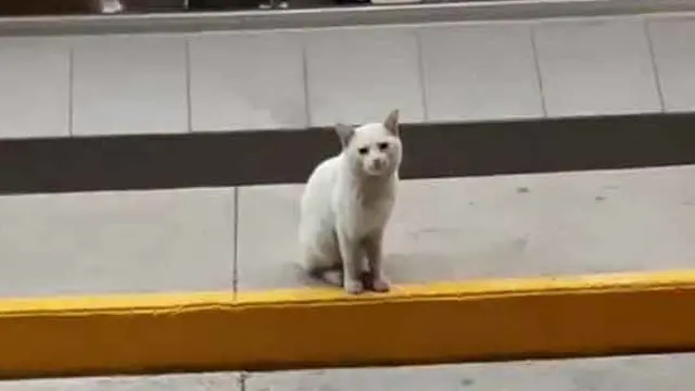 Kocak, Kucing Liar Pintar Ini Ajak Orang ke Toko untuk Belikan Makanan