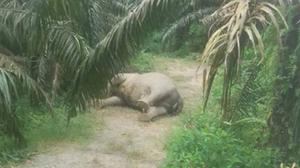 Lagi, Gajah Sumatra Ditemukan Mati di Kebun Sawit