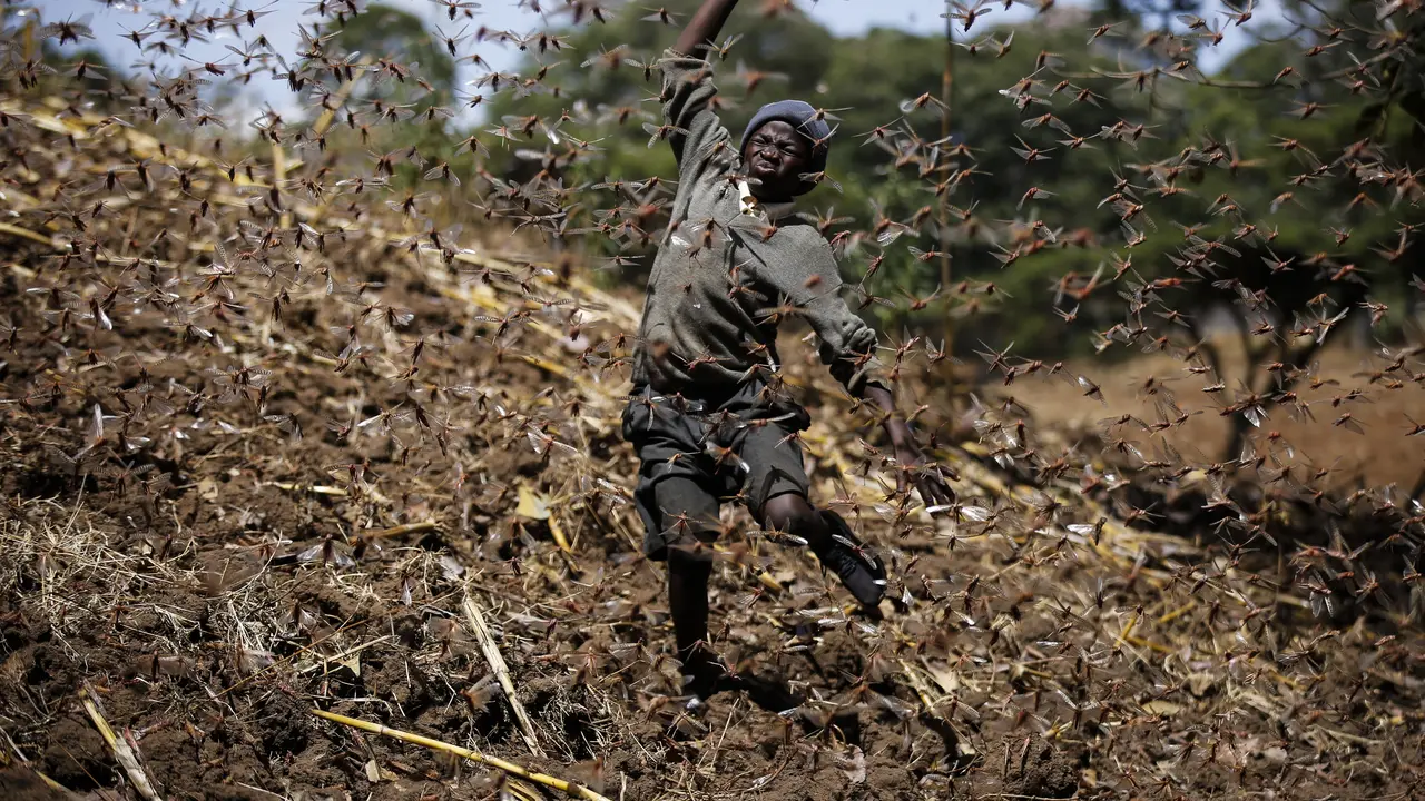 Miliaran belalang menyerang lahan pertanian di Kenya.