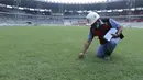 Pekerja menunjukan rumput di SUGBK, Senayan, Jakarta, Selasa (8/8/2017). SUGBK menggunakan rumput jenis Zoysia matrella yang merupakan rumput standar FIFA untuk stadion bertaraf internasional. (Bola.com/M Iqbal Ichsan)