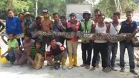 Pekerja konstruksi di Malaysia menemukan ular piton dengan panjang 8 meter dan berat 250 Kg. 
