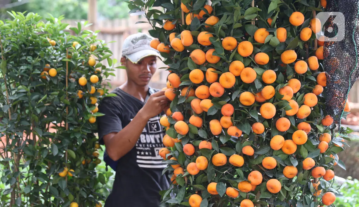Pekerja menata jeruk kim kit di Meruya, Jakarta, Selasa (21/1/2020). Permintaan jeruk kim kit yang dipercaya membawa keberuntungan tersebut meningkat jelang perayan Tahun Baru Imlek 2020. (Liputan6.com/Angga Yuniar)
