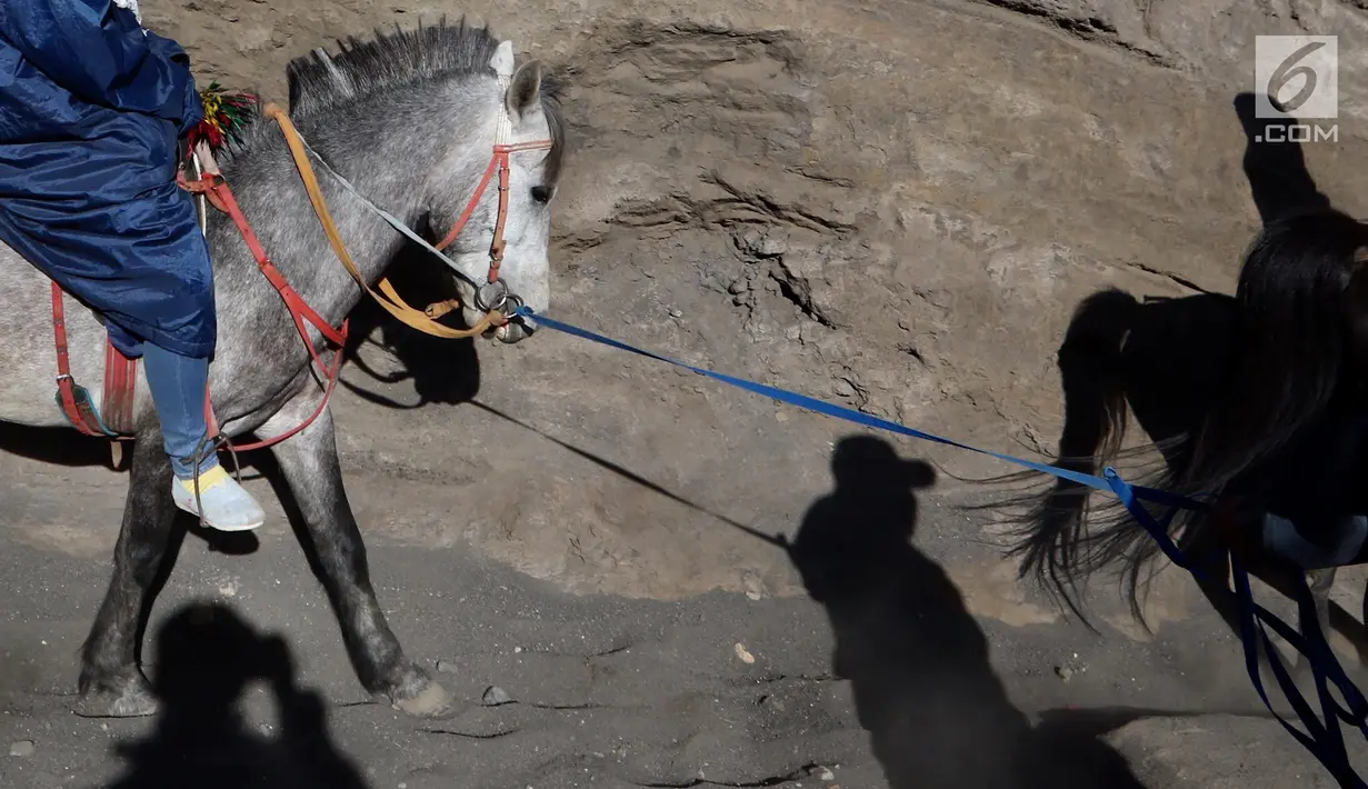 Joki kuda membawa wisatawan turun dari Gunung Bromo di Taman Nasional Bromo Tengger Semeru, Jawa Timur, Sabtu (4/11). Penduduk sekitar menyediakan jasa penyewaan kuda untuk wisatawan. (Liputan6.com/Fery Pradolo)