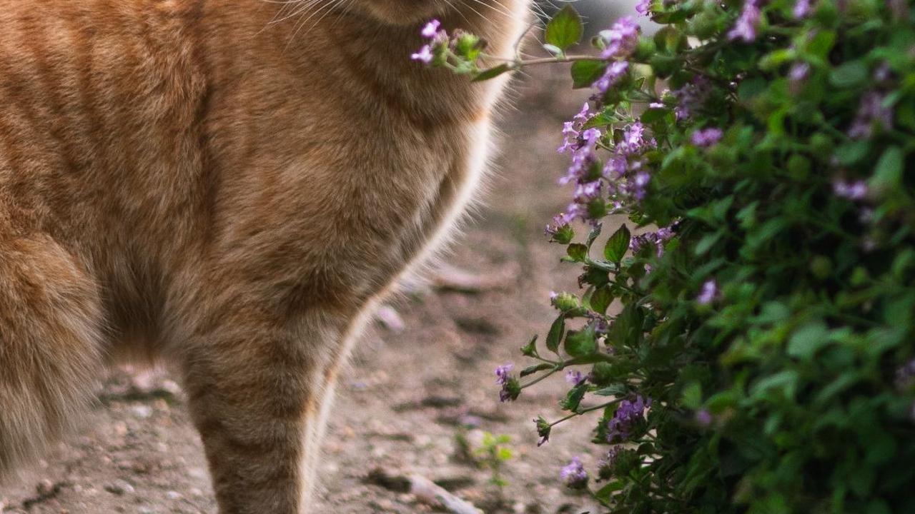 Virus Calici adalah virus sangat menular yang menyebabkan infeksi pernapasan ringan hingga parah dan penyakit mulut pada kucing. Virus ini menginfeksi kucing di seluruh dunia dan dapat menyebabkan penyakit baik pada spesies kucing domestik maupun eksoti