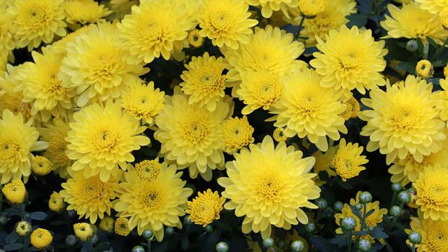 Bunga Untuk Hari Valentine