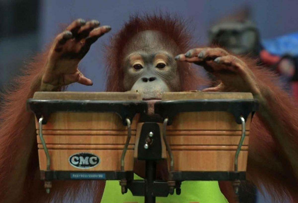 Aksi seru dan lucu orang utan bertanding Muay Thai