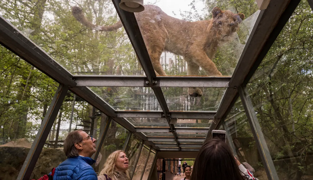 Seekor singa muda melihat pengunjung yang berada diterowongan di Thoiry Zoo and Park, di Thoiry, Prancis (23/4). (AFP Photo/Lionel Bonaventure)