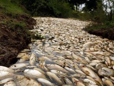 Ribuan ikan mati mengapung di atas permukaan sungai Confuso di Kota Villa Hayes, Paraguay, 14 Oktober 2017. Ikan-ikan mati itu mengambang menutupi permukaan sungai. (AP Photo/Jorge Saenz)